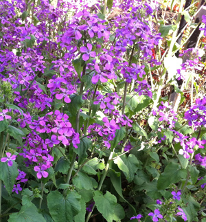 Lunaria in full bloom is also called the money plant when its flowers go to seed resemble a shiny coin.